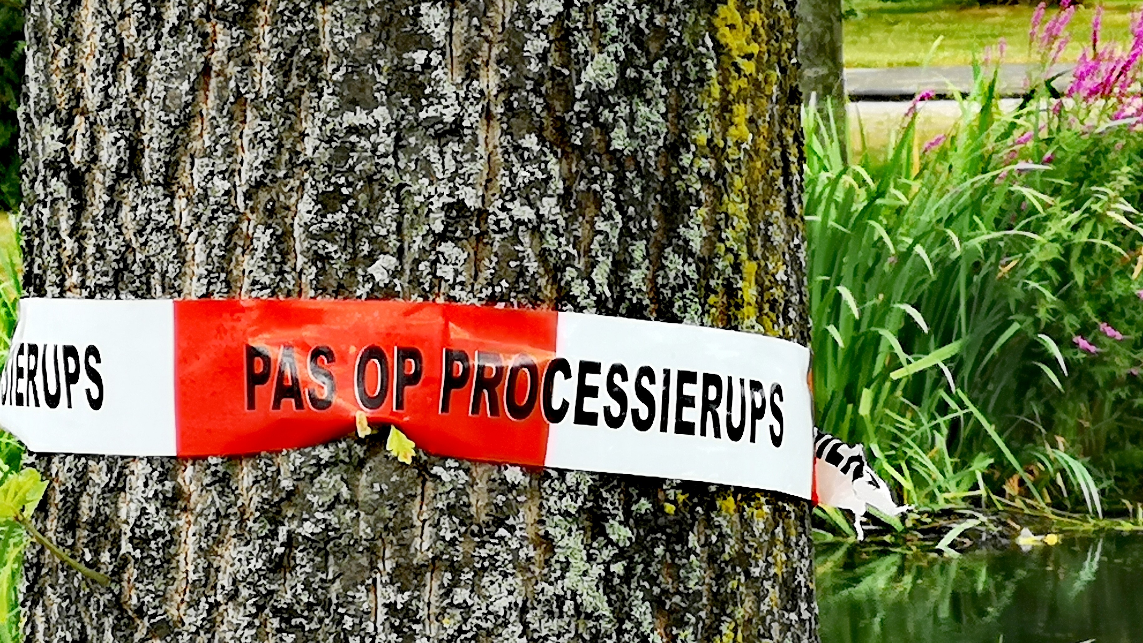 Eikenprocessierups
