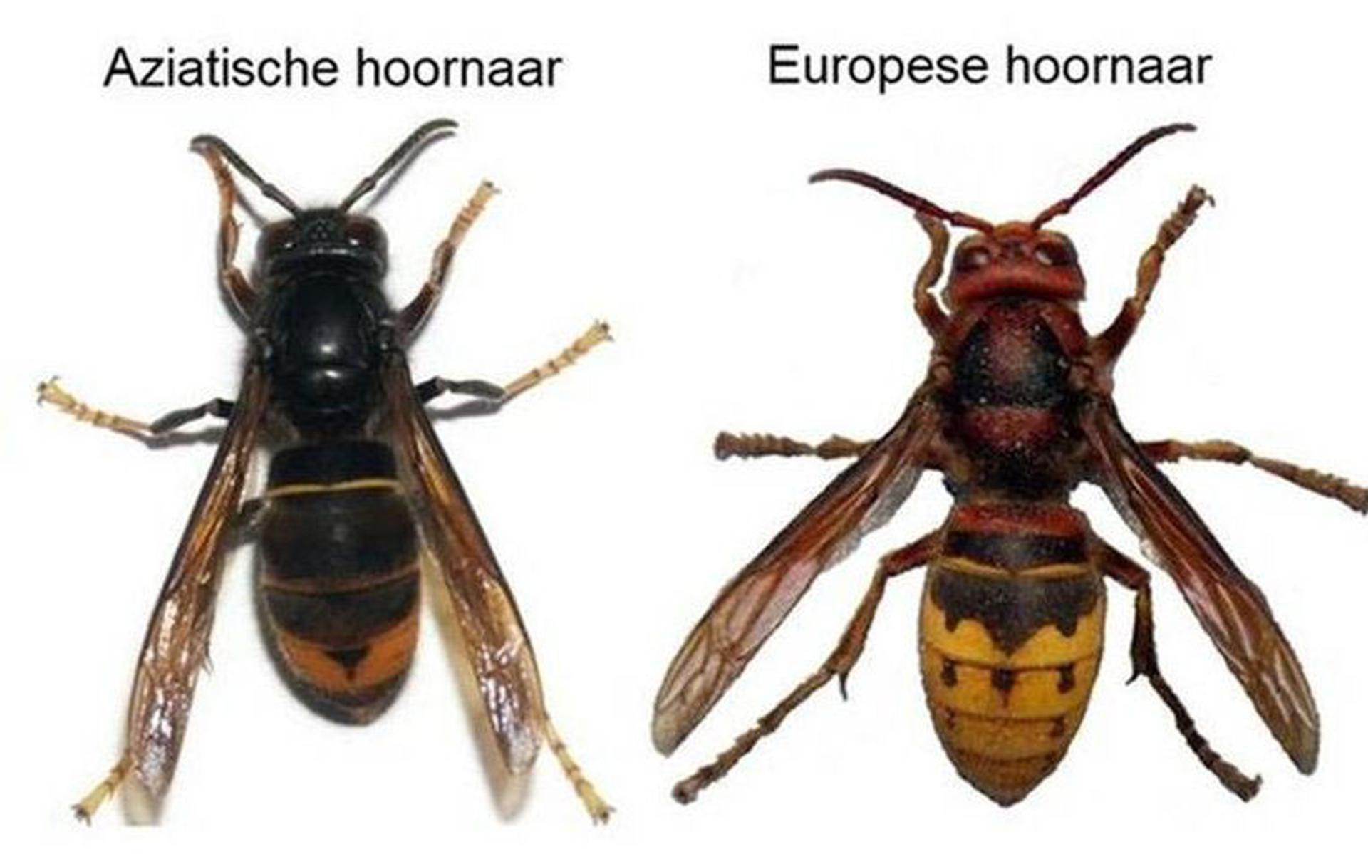 Aziatische hoornaar en Europese hoornaar