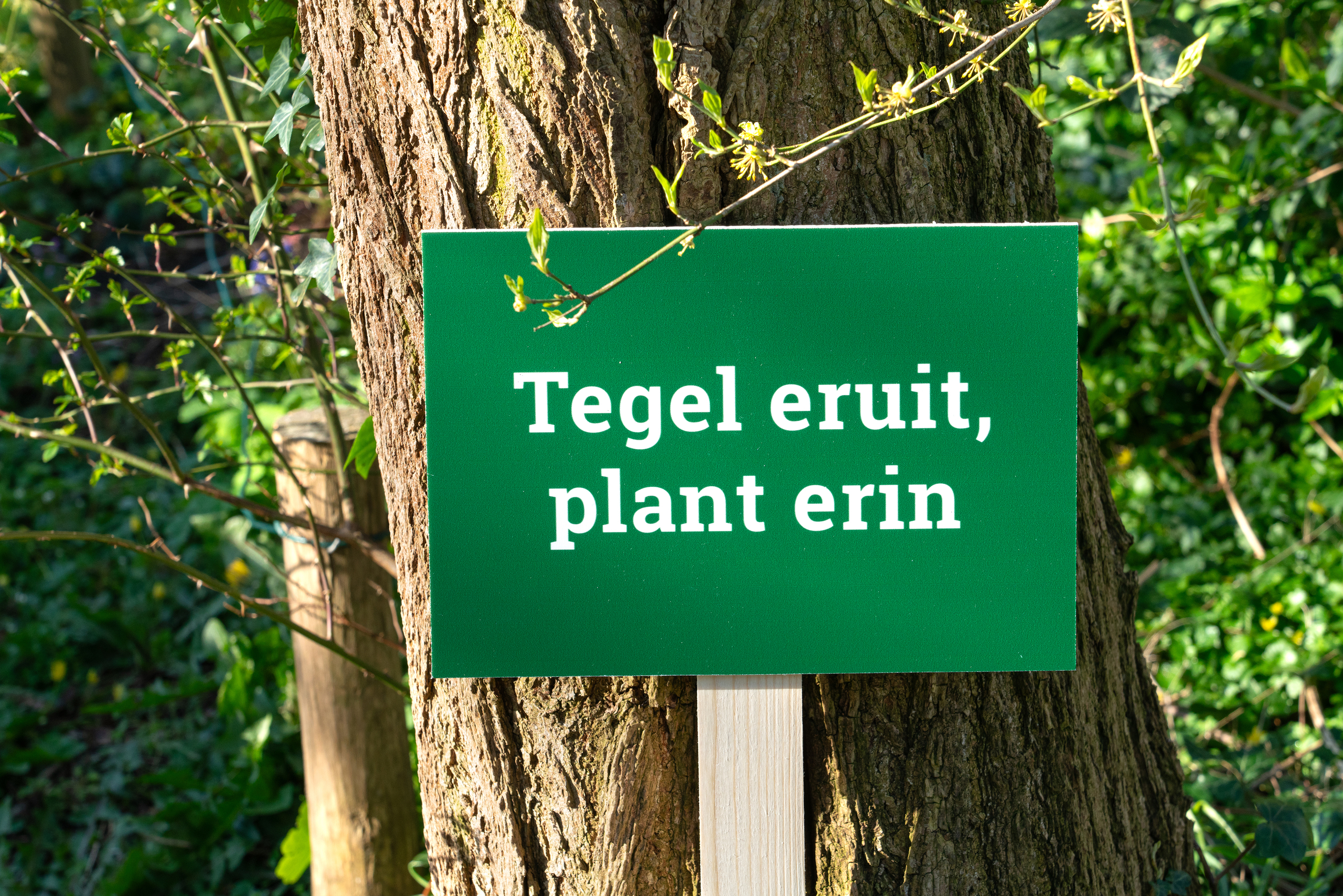 Tegel eruit plant erin