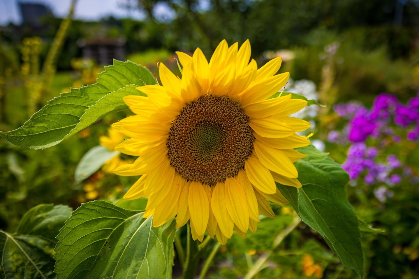 Zonnebloem